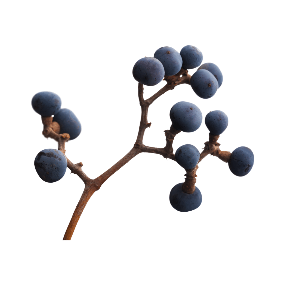 Elderberry